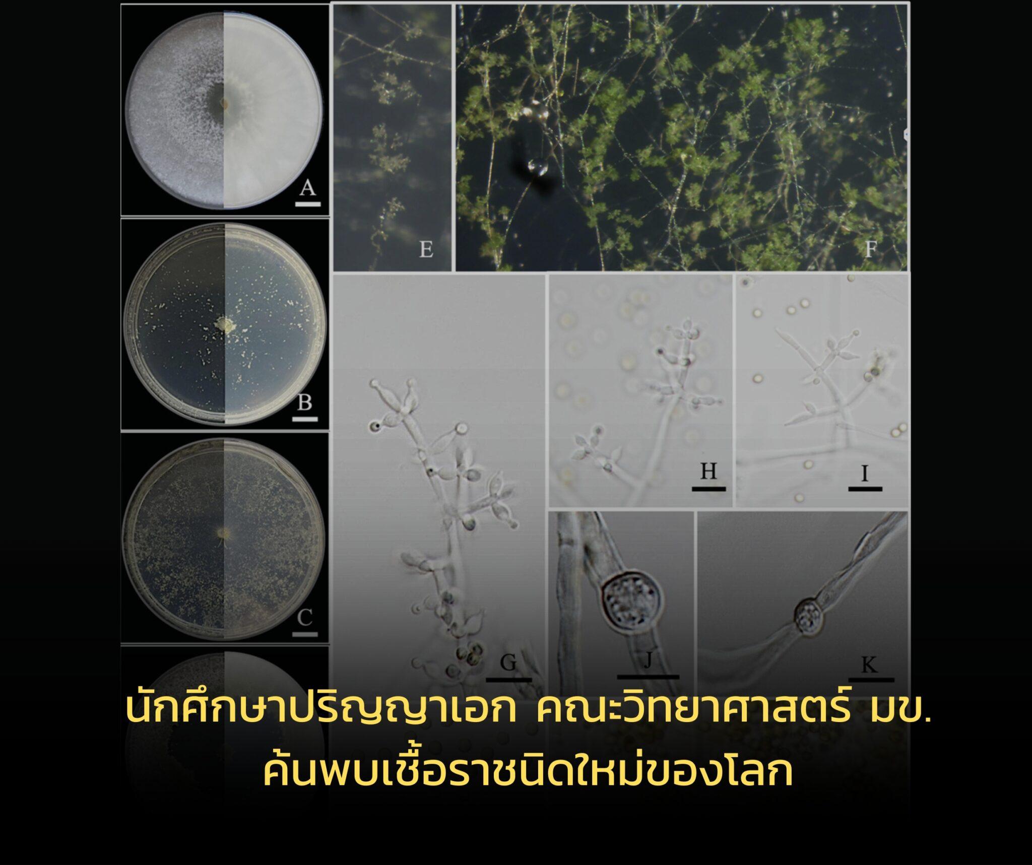 นักศึกษาไทย ค้นพบเชื้อราชนิดใหม่ของโลก มีสารต้านอนุมูลอิสระ